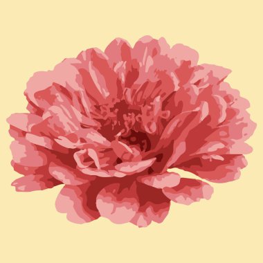 Kasımpatı çiçeğinin vektör görüntüsü. Bej arka planda pembe bir çiçek. Paketler, davetiyeler, düğünler, çıkartmalar, posterler, kumaşlar, baskılar, duvar kağıtları, dövmeler için tasarım. 