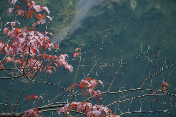 Güzel sahne Jiuzhaigou, Sichuan Eyaleti, Çin — Stok fotoğraf