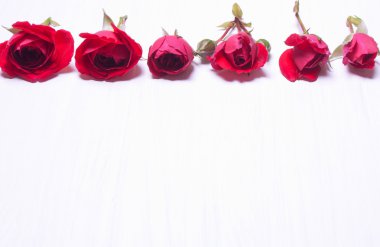 Beyaz arkaplanda kırmızı güller