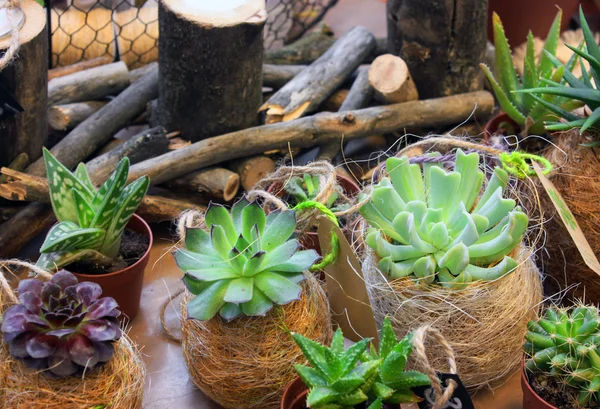 小さな植物、装飾用植物 — ストック写真