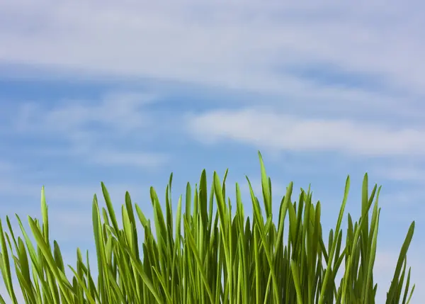 Spring nature background with grass and blue sky — Stock Photo, Image