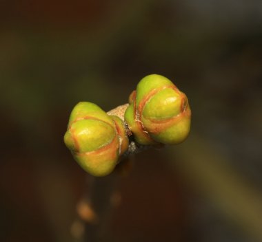 tomurcukları leylak üzerinde
