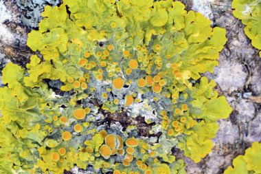 ağaç üzerinde yeşil liken