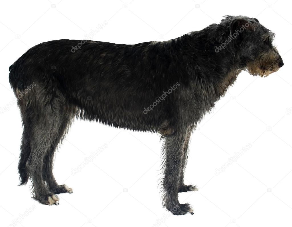 the irish wolfhound