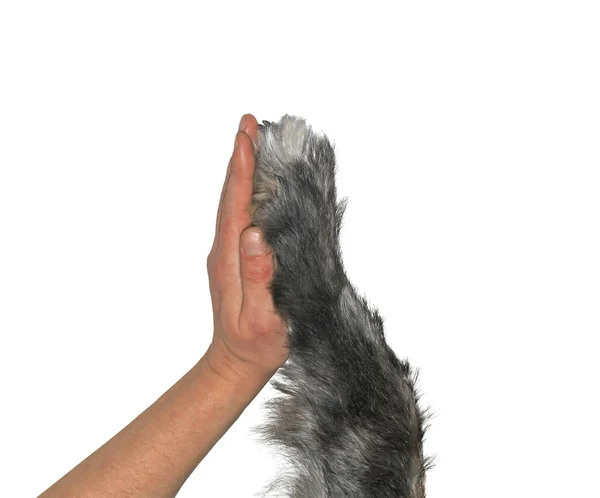 Mão humana e pata de cão — Fotografia de Stock