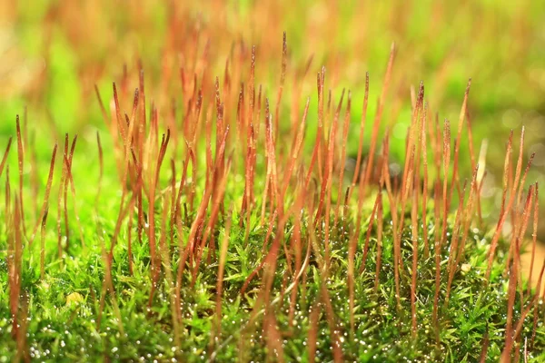 Floresta verde musgo close-up — Fotografia de Stock