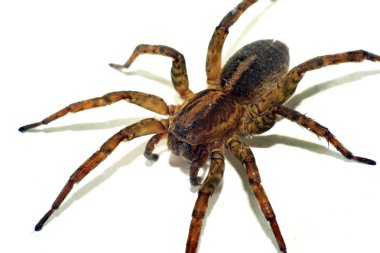 Kahverengi örümcek portre