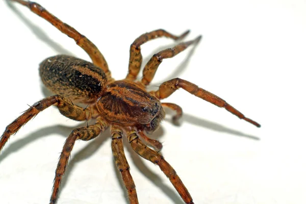 Kahverengi örümcek portre — Stok fotoğraf