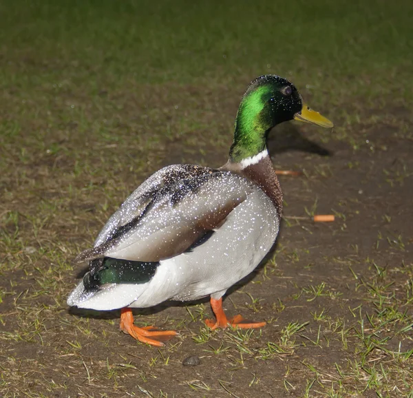 Anka med vattendroppar — Stockfoto