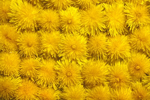 Kwiaty mniszka lekarskiego — Zdjęcie stockowe