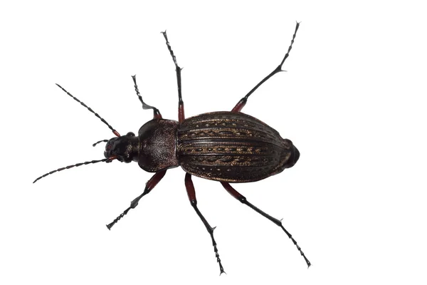Ground beetle (Carabus granulatus) — Stock Photo, Image