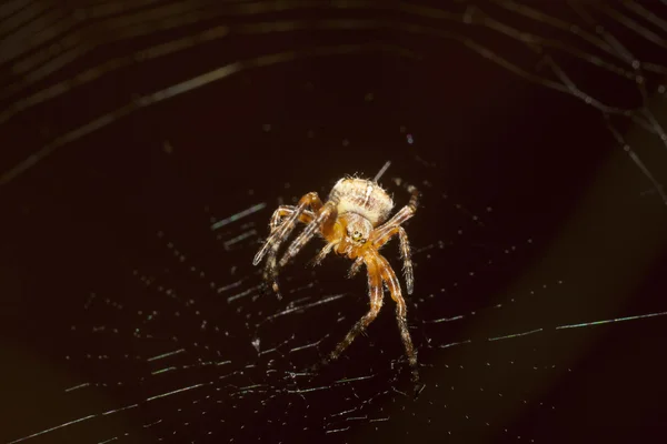 Örümcek web üzerinde — Stok fotoğraf