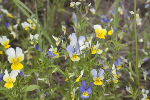 Wild pansy in grass — Stock Photo, Image