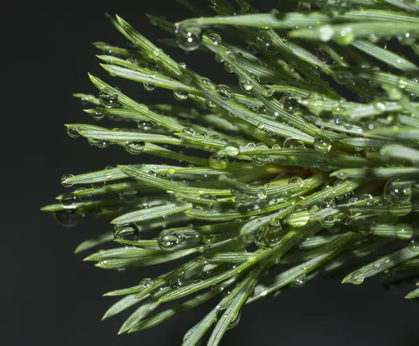 Gotas de água no pinheiro — Fotografia de Stock