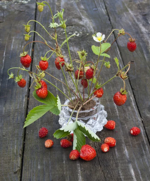 The wild strawberry — 스톡 사진