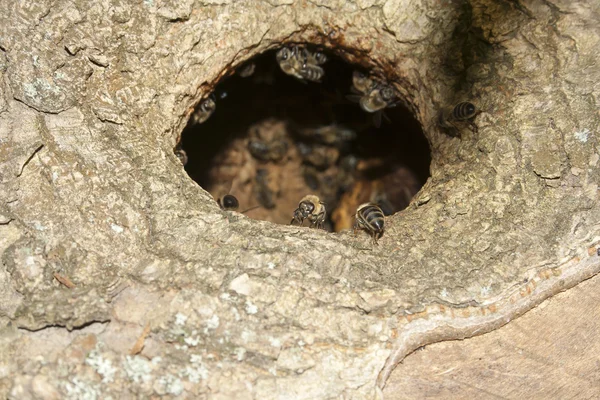 Wildbienen in der Mulde — Stockfoto