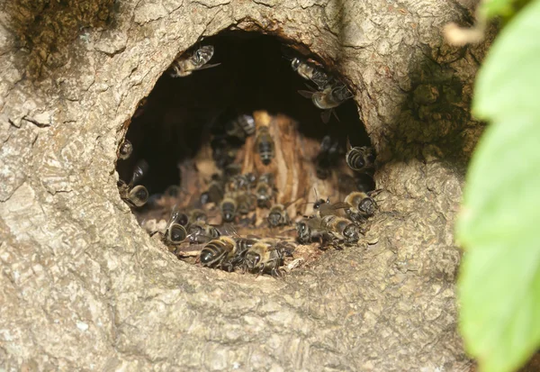 Dzikie pszczoły w wydrążonym — Zdjęcie stockowe