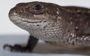 kahverengi kertenkele