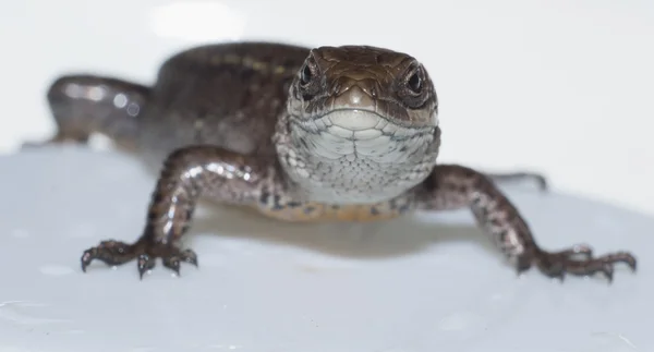 O lagarto marrom — Fotografia de Stock