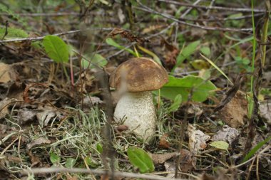 kahverengi kap çörek