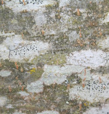 kızılağaç kabuğu