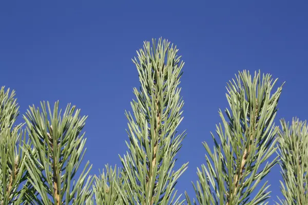 Branche de pin contre le ciel bleu — Photo