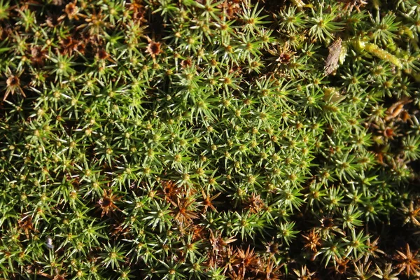 De Forest moss — Stockfoto