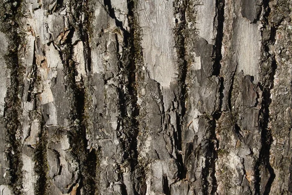 Corteccia di tiglio — Foto Stock