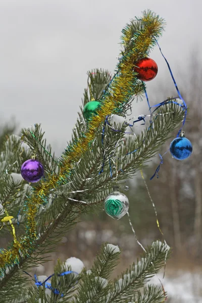 Rama de pino decorado en bosque — Foto de Stock