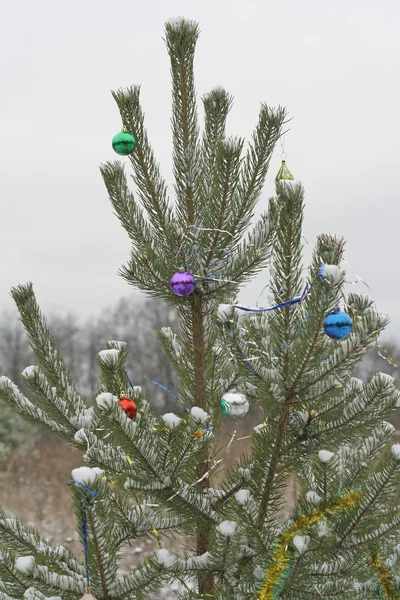 Decorated pine in forest — Stock Photo, Image