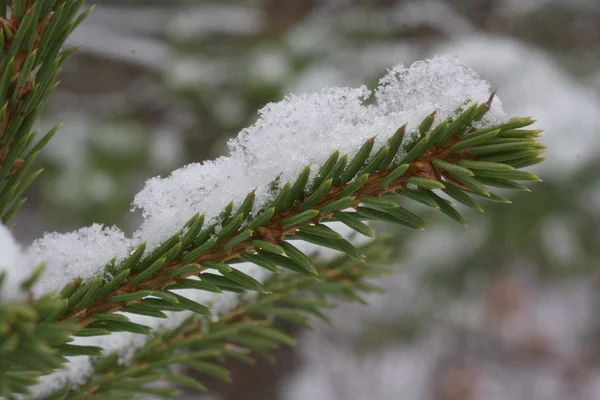 Nieve en rama de abeto —  Fotos de Stock