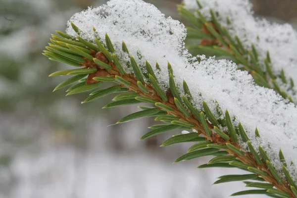 Nieve en rama de abeto —  Fotos de Stock