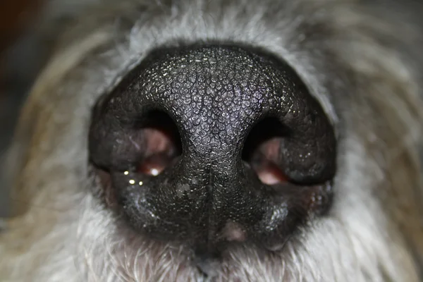 The dog nose — Stock Photo, Image