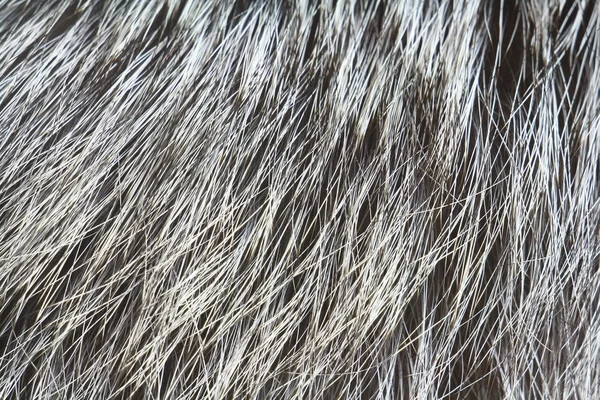 Хутро срібної лисиці — стокове фото