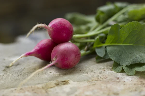 Turp. — Stok fotoğraf