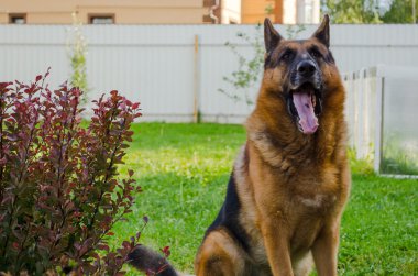 Alman çoban köpeği