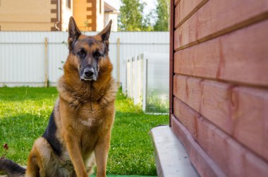 Alman çoban köpeği