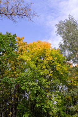 renkli sonbahar ağaç tepelerinin