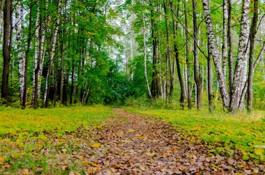 Sonbahar parkında yol