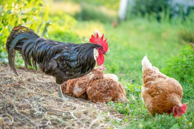 Çiftlikte bir horoz. Akşam yürüyüşü. Tavukları yürüyüşe çıkartıyor. Seçici odak