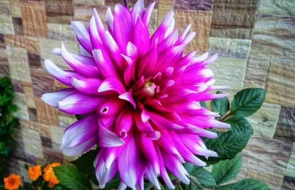 Dahlia Pinnata Uma Espécie Planta Com Flor Pertencente Família Asteraceae — Fotografia de Stock