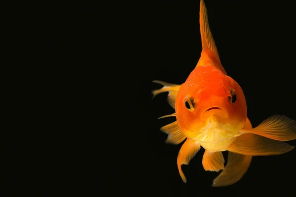 Goldfische, die dich anschauen — Stockfoto
