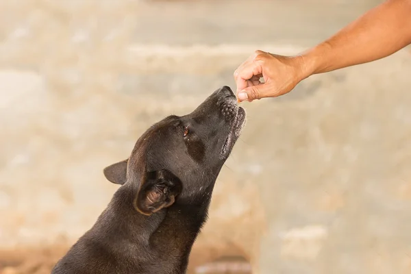 Dog eating food in hand selective focus — Stock Photo, Image