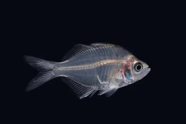 暹罗 glassfish 原始颜色在黑暗的特写 — 图库照片