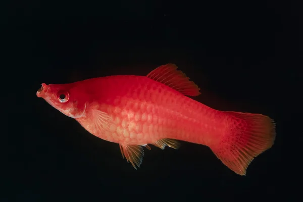 Schwertschwanz rote Farbe Weibchen in der Dunkelheit (selektiver Fokus) — Stockfoto