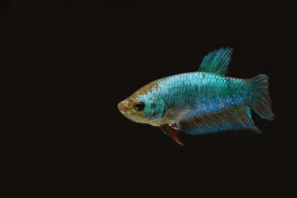 Siamesen kämpfen Fische blaue Farbe Weibchen in der Dunkelheit — Stockfoto