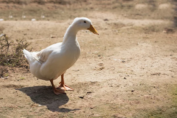 Witte eend in boerderij Stockafbeelding