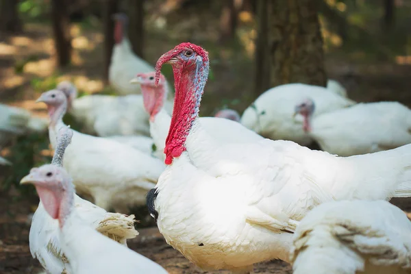 White kalkoenen in boerderij Rechtenvrije Stockafbeeldingen