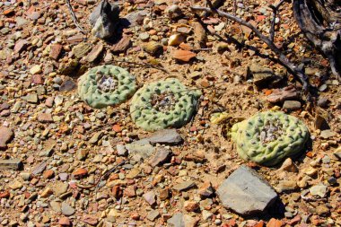 Grupo de tres grandes y hermosos peyotes dultos on medio del desierto 