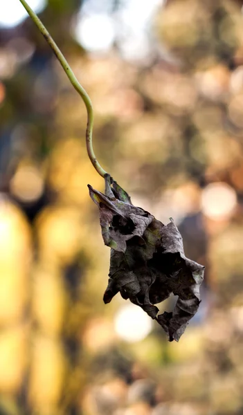 Сухой лист в природе — стоковое фото